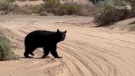 Video shows black bear in northern Rio Rancho
