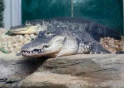Watch: Alligator in Pennsylvania? Yes indeed and this is what happened to the baby reptile