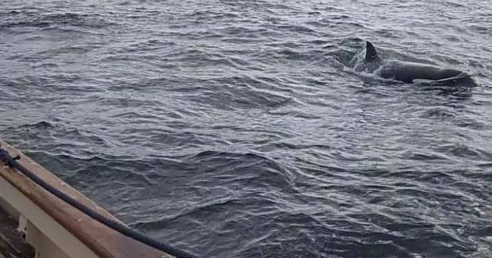 'Very scary' killer whale warning as boats 'rammed' in holiday hotspot