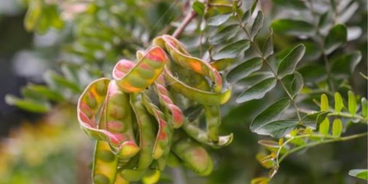 Las agroexportaciones de Perú tocan el cielo y alcanzan un nuevo récord de US$5.526 millones en el primer semestre del 2025