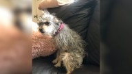 California Woman Adopts Puppy Only To Be Shocked By How She Grows Up