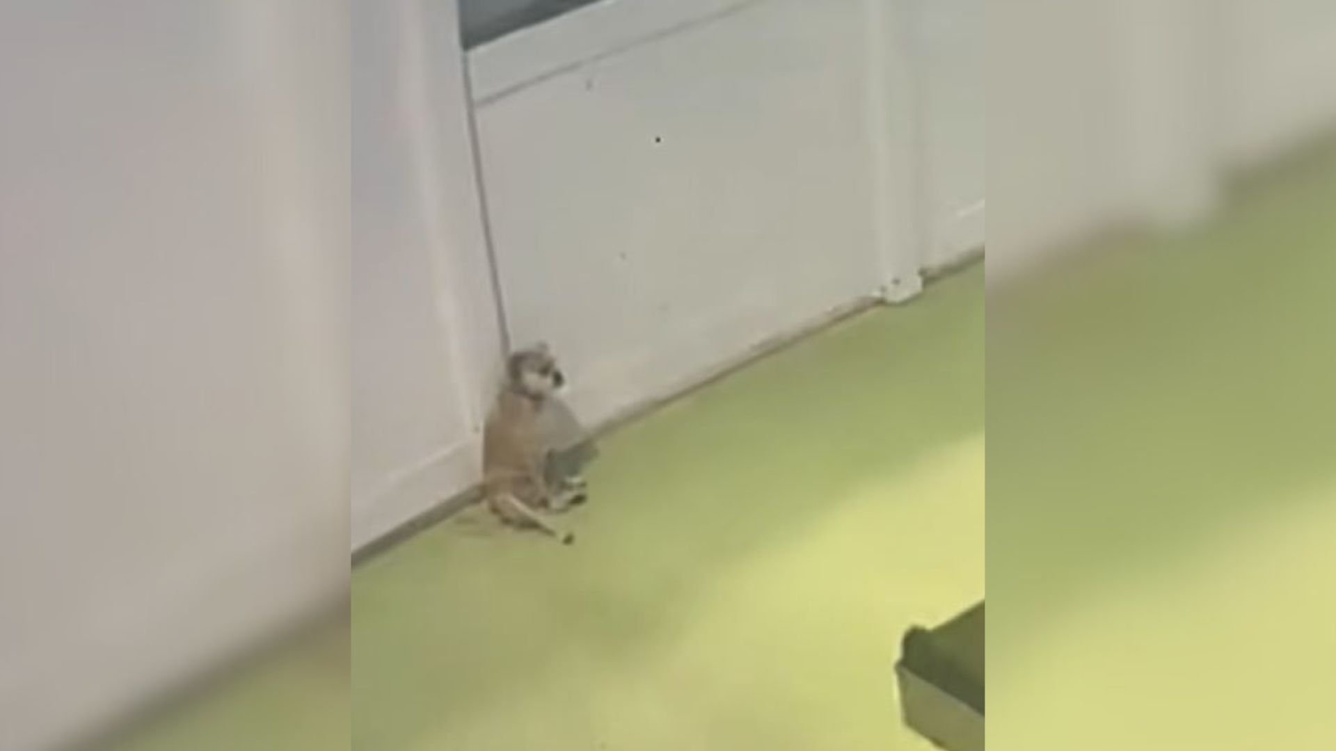 Washington Owner Checked On Her Shy Dog Who Was Staying At A Daycare Only To Burst Out Laughing