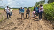 Inicia cuarto ciclo de siembra de maíz en el municipio Cedeño