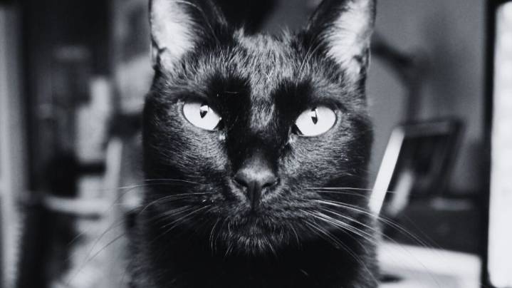 ¿Dan mala suerte los gatos negros? El origen medieval de un mito