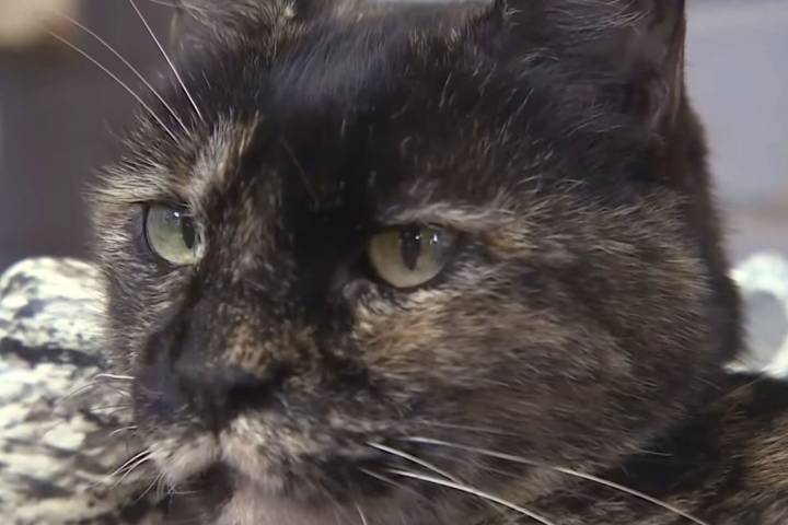 Mail Carrier Pepper-Sprays Cat in Incident Captured on Camera