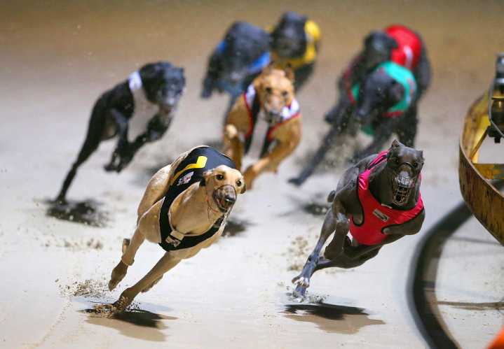 Nueva Zelanda ratifica el veto a las carreras de galgos a partir de agosto de 2026