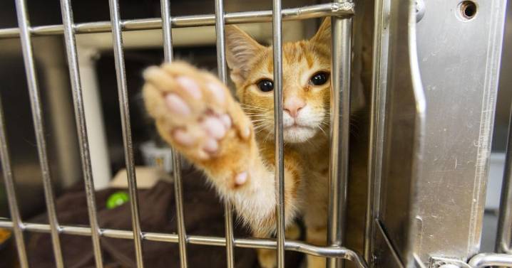 Knights, cats and community: A diverse weekend of events in Niagara