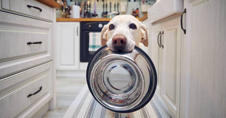 Vet issues advice all dog owners should follow during feeding time