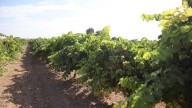 5,5 millones en indemnizaciones a viticultores por daños por pedrisco