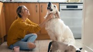 Esto significa hablar con tus mascotas, según la psicología