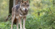 Lawmakers seek to redirect Colorado wolf program funds to pay for health insurance