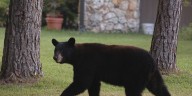 Florida approves first black bear hunt in a decade