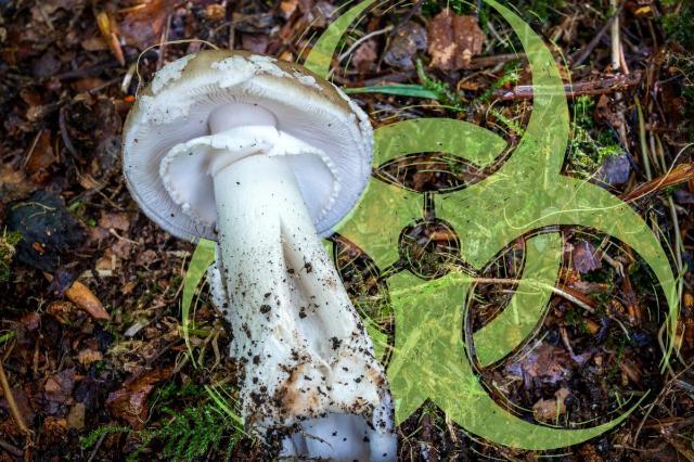 Death Cap Mushrooms: A Hidden Danger For Pets In Indiana