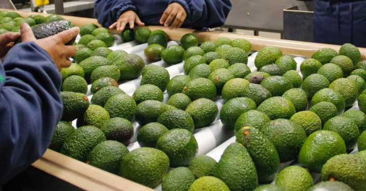 Palta peruana en la mira: Producto de exportación alerta a la UE por posible contaminación con cadmio