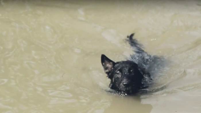 20 years stronger: How Hurricane Katrina changed disaster response for people and pets