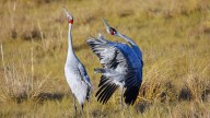 Want to see Australia’s rare and remarkable species for yourself? Here are 10 standout spots