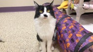 Meet Prince Trillium: The Playful Tuxedo Cat In Wenatchee