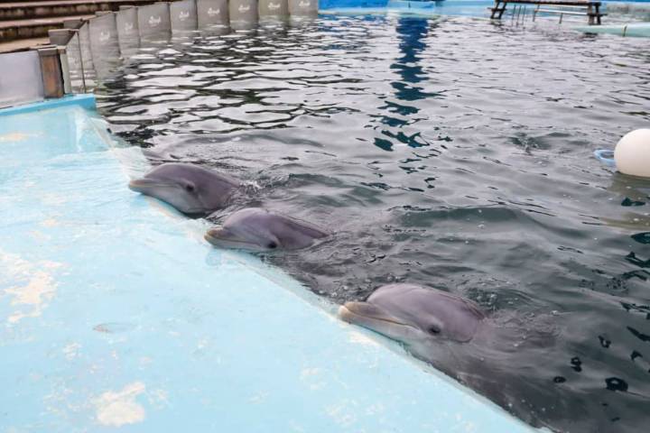 Escándalo marplatense. Habló el titular de la Fundación Fauna Argentina sobre las fotos virales de los delfines del Aquarium: “Es una vergüenza”