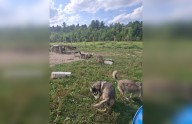 Alberta wolf-dog sanctuary unable to take animals set to be seized by Ontario government