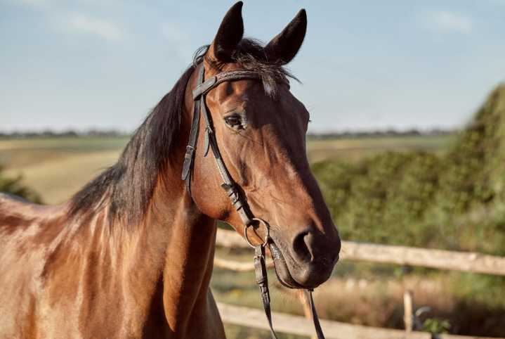 Hallan a un caballo desmembrado en una unidad educativa del estado Aragua