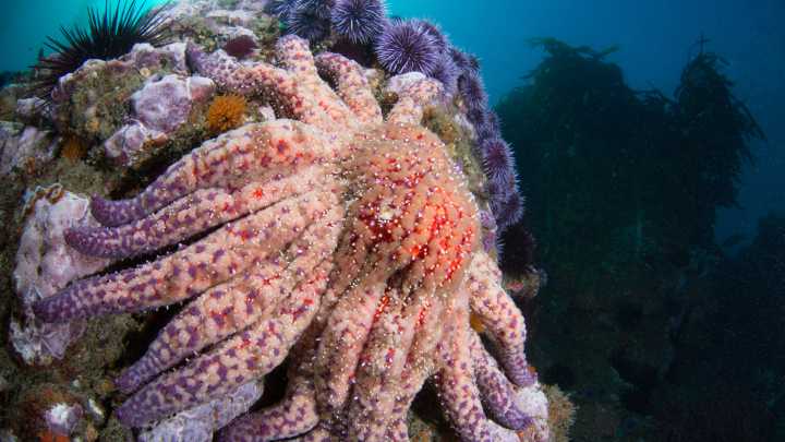 Scientists discover cause of massive sea star die