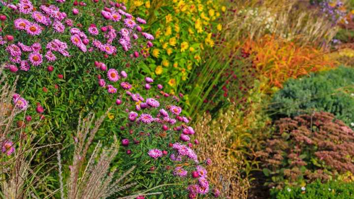 The Perennial You Should Plant In August For Gorgeous Blooms That Last Through Autumn