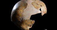Earliest evidence of interbreeding between Neanderthals and Homo sapiens discovered