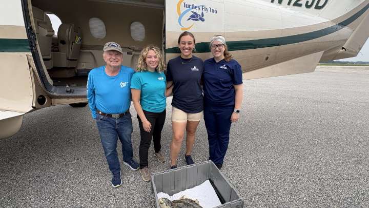Kansas City is now home to Missouri's only permanent resident Kemp’s ridley sea turtle
