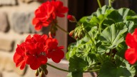 Las tres flores para sembrar en septiembre en maceta y que llenen de color el espacio en verano