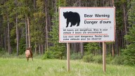 Charging Grizzlies Spark Rare And Widespread ‘Bear Warning’ In Canada