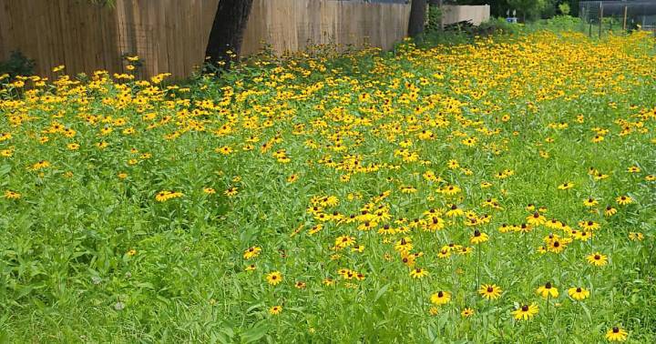 Garden tour grows to include homesteads
