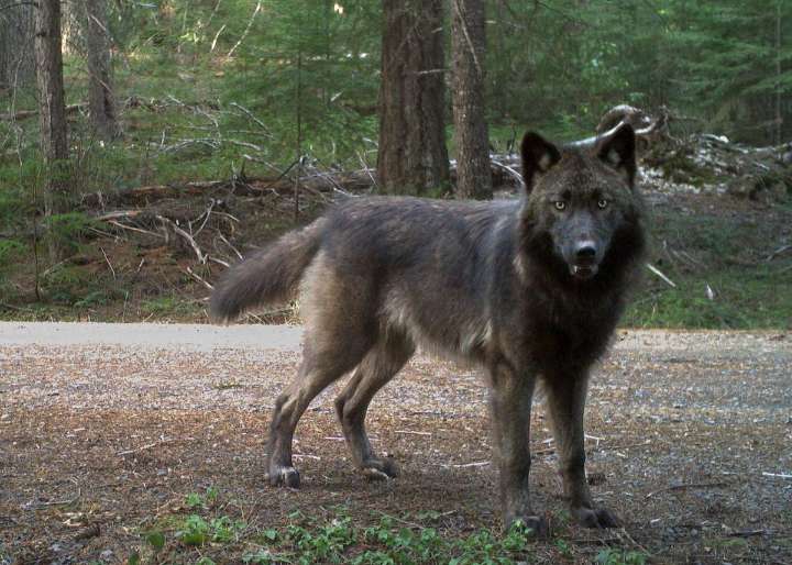 WDFW Kills Wolf From Togo Pack