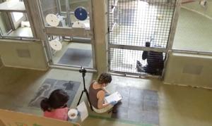 Apes can mentally track friends even when they’re hidden