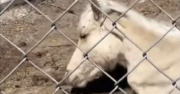 Escucharon relinchar un caballo y se horrorizaron: así lo encontraron