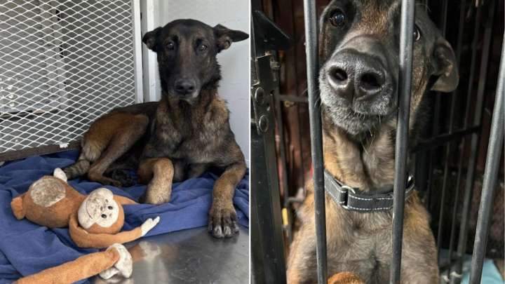 Tears As Oregon Owners Leave Dog On Streets With Her Favorite Stuffed Monkey