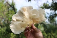 Tlajomulco celebrará el Primer Festival de Biodiversidad Endomicológica en el Cerro Viejo