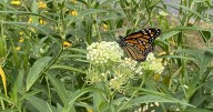 Rain gardens give nature helping hand