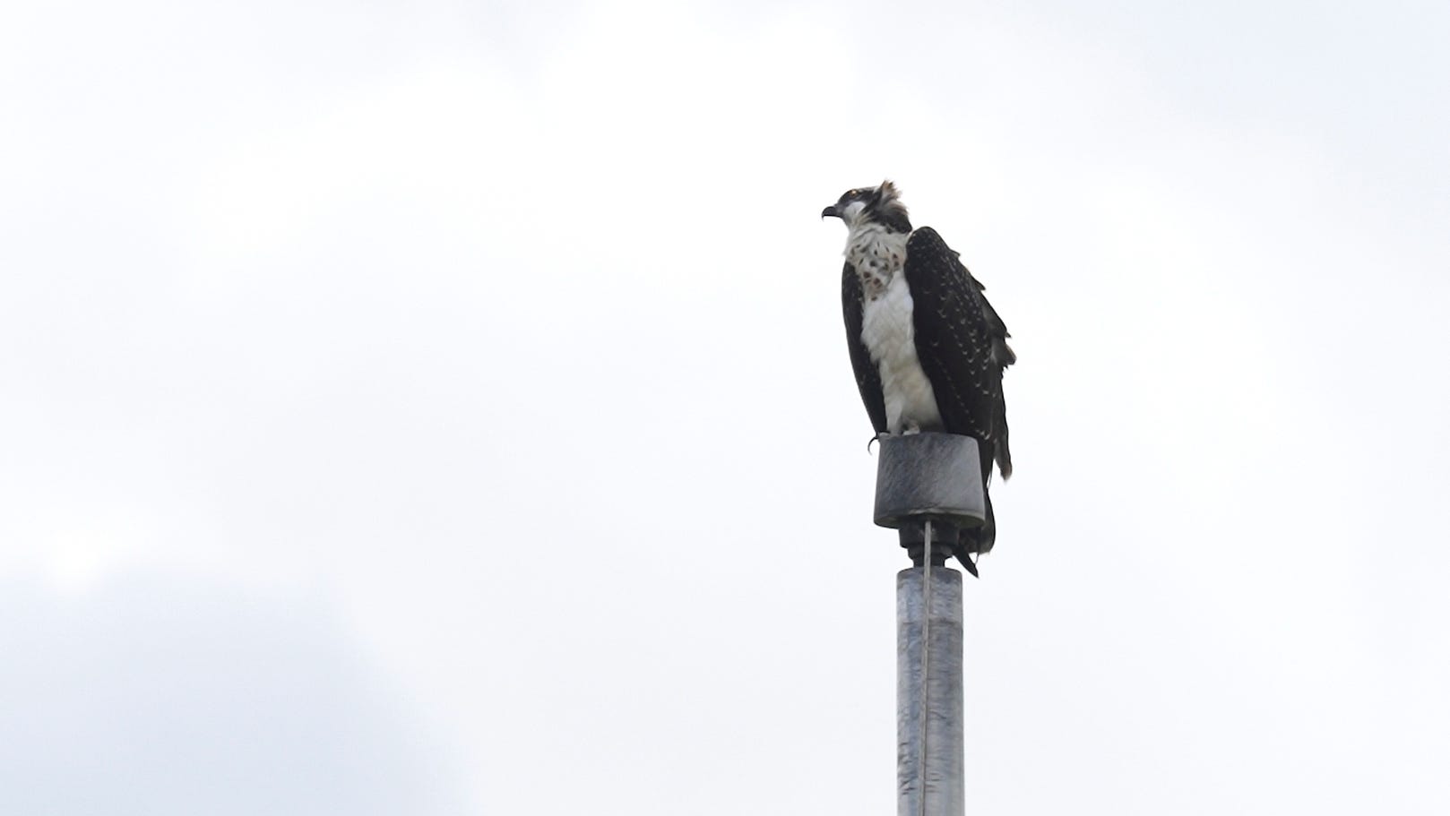 Ospreys nesting on stadium light pole disrupts Minnesota high school's fall sports season