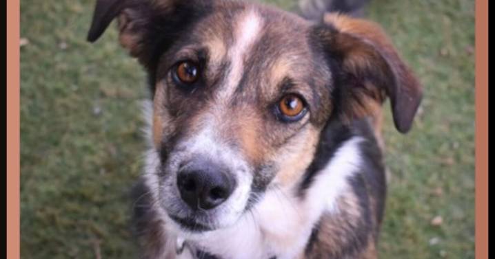 CHA Pet of the Week: Roxy