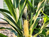 Powell: Lawn corn grows with other summer surprises