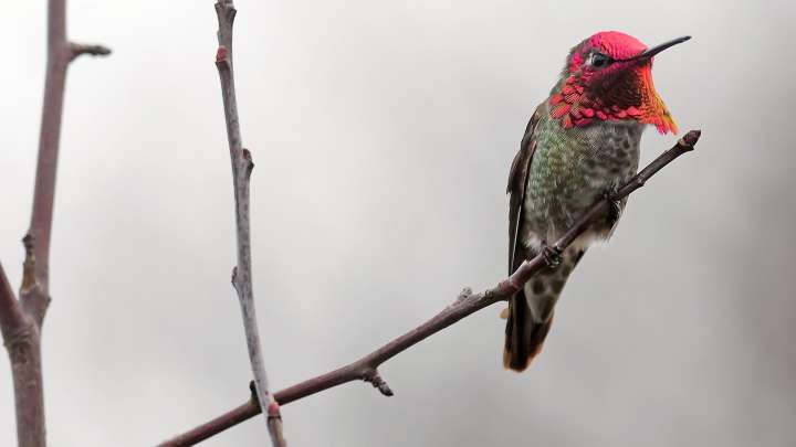 See map of hummingbird sightings in California this fall