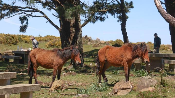 El caballo de monte, la desbrozadora más eficaz de la Serra da Capelada: «O silvopastoreo é o que mellor funciona contra os incendios»