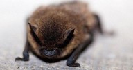 Residents warned to avoid contact with bats