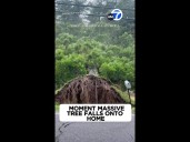 Massive tree falls onto home