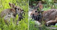 ¿Conejos "Frankenstein"?: La enfermedad que afecta a esta especie en EE.UU.