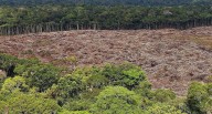 Nuevo fondo global busca frenar tala con pagos de cuatro dólares por hectárea de selva