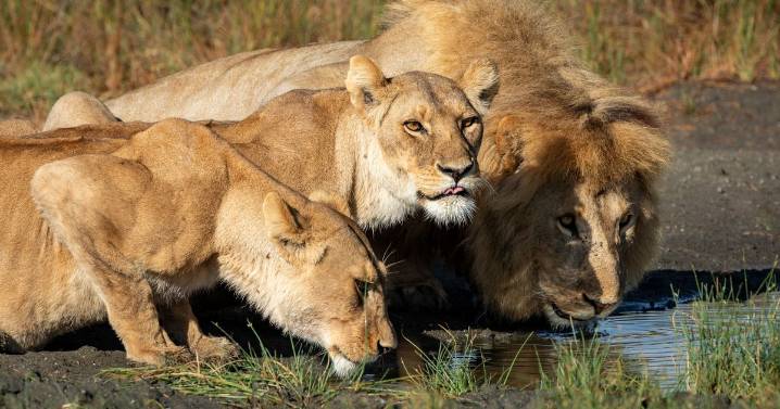 Hunters pay £100k for sick 21-day shooting orgy - and another 20k for trophies