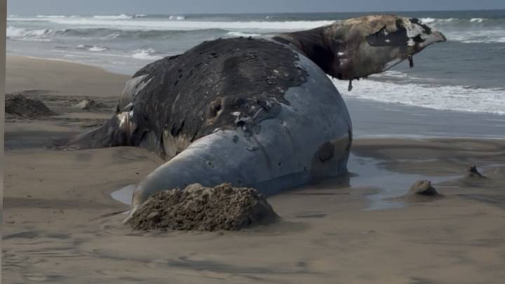 sepultan a ballena que apareció sin vida en Playas de Tijuana