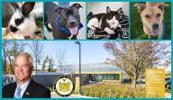 Staten Island DA sponsors fee-waived pet adoption event Saturday
