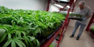 What to know about Trump’s potential change in federal marijuana policy
